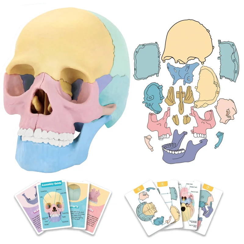 toytooth72241246